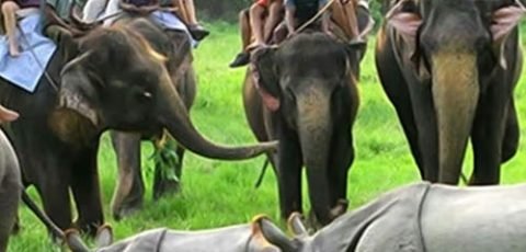 Assam-rules