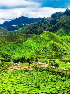 Cameron-Highlands Cameron-Highlands