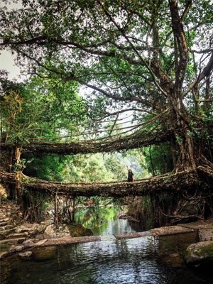 Double-Decker-Living-Root-Bridge