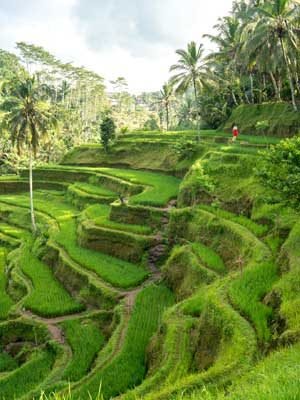 Tegalalang-Rice-Terrace Tegalalang-Rice-Terrace