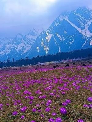 Yumthang-Valley Yumthang-Valley